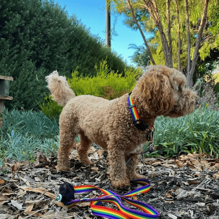 Ziippup Rainbow Dog Collar