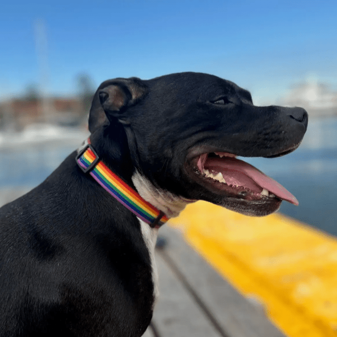 Ziippup Rainbow Dog Collar