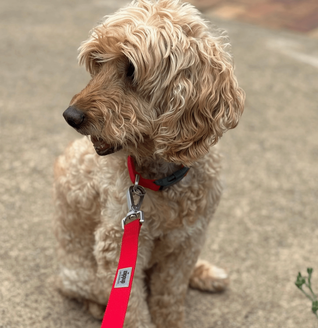 Ziippup Red Dog Collar