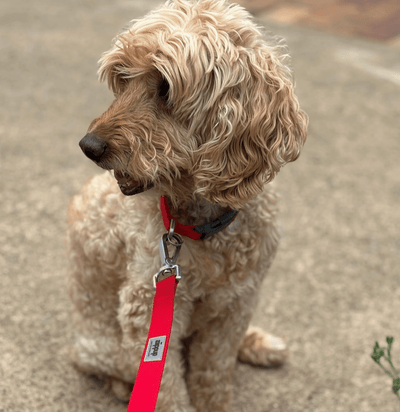 Ziippup Red Dog Collar