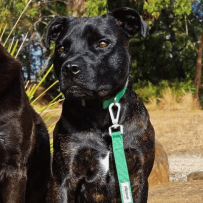 Ziippup Green Dog Collar