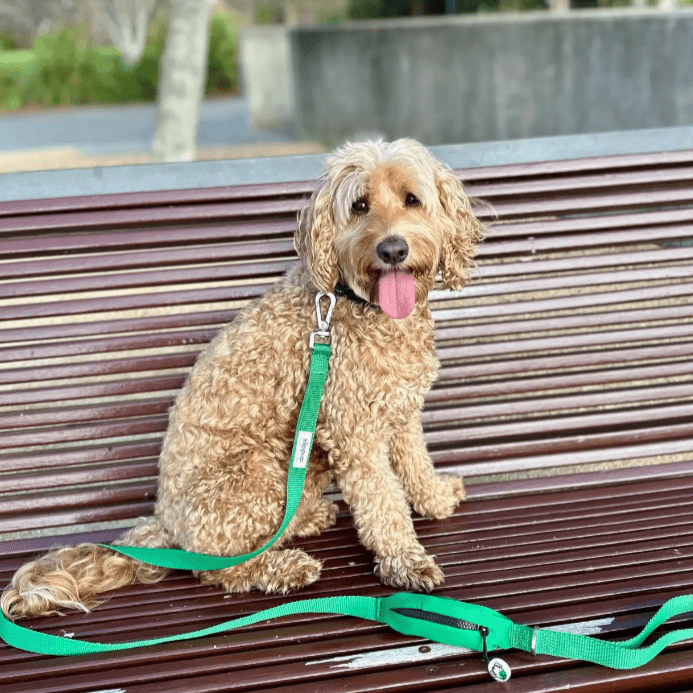 Ziippup Green Dog Leash with Built-in Poop Bag Holder