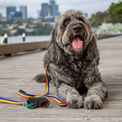 Ziippup Rainbow Dog Leash with Built-in Poop Bag Holder