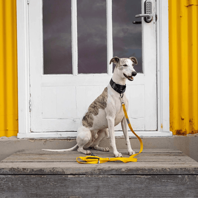 Ziippup Yellow Dog Lead with Built in Poop Bag Holder