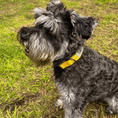 Ziippup Yellow Dog Collar